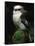 Laughing Kookaburra Perched on Log-Martin Harvey-Framed Stretched Canvas