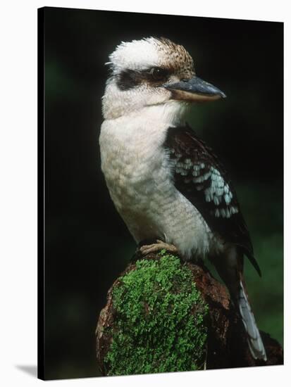 Laughing Kookaburra Perched on Log-Martin Harvey-Stretched Canvas