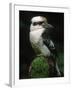 Laughing Kookaburra Perched on Log-Martin Harvey-Framed Premium Photographic Print
