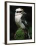 Laughing Kookaburra Perched on Log-Martin Harvey-Framed Premium Photographic Print