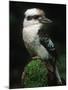 Laughing Kookaburra Perched on Log-Martin Harvey-Mounted Premium Photographic Print