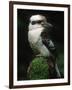 Laughing Kookaburra Perched on Log-Martin Harvey-Framed Photographic Print