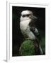 Laughing Kookaburra Perched on Log-Martin Harvey-Framed Photographic Print