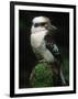 Laughing Kookaburra Perched on Log-Martin Harvey-Framed Photographic Print