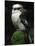 Laughing Kookaburra Perched on Log-Martin Harvey-Mounted Photographic Print