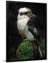 Laughing Kookaburra Perched on Log-Martin Harvey-Framed Photographic Print