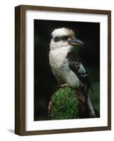 Laughing Kookaburra Perched on Log-Martin Harvey-Framed Photographic Print