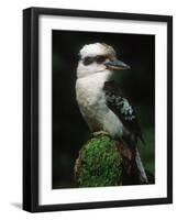 Laughing Kookaburra Perched on Log-Martin Harvey-Framed Photographic Print