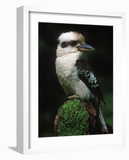 Laughing Kookaburra Perched on Log-Martin Harvey-Framed Photographic Print