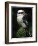 Laughing Kookaburra Perched on Log-Martin Harvey-Framed Photographic Print