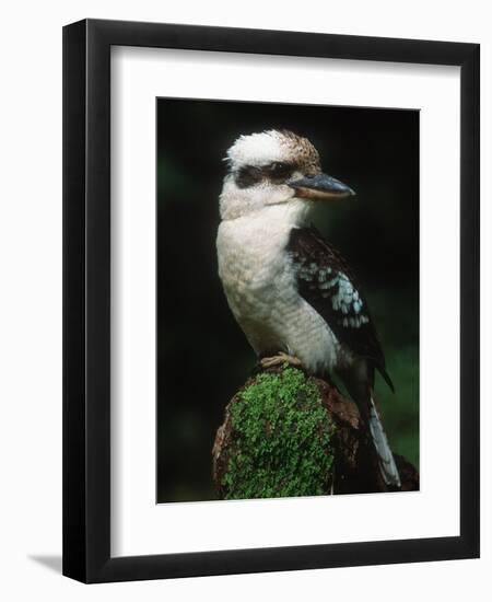 Laughing Kookaburra Perched on Log-Martin Harvey-Framed Photographic Print