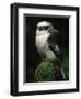 Laughing Kookaburra Perched on Log-Martin Harvey-Framed Photographic Print