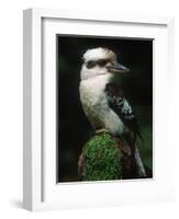 Laughing Kookaburra Perched on Log-Martin Harvey-Framed Photographic Print