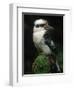 Laughing Kookaburra Perched on Log-Martin Harvey-Framed Photographic Print