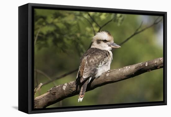 Laughing Kookaburra-null-Framed Stretched Canvas