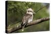 Laughing Kookaburra-null-Stretched Canvas