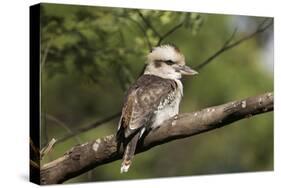 Laughing Kookaburra-null-Stretched Canvas