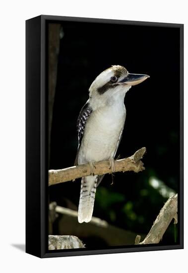 Laughing Kookaburra-null-Framed Stretched Canvas