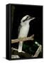 Laughing Kookaburra-null-Framed Stretched Canvas
