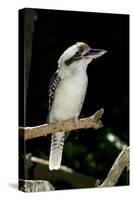 Laughing Kookaburra-null-Stretched Canvas