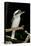 Laughing Kookaburra-null-Stretched Canvas