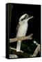 Laughing Kookaburra-null-Framed Stretched Canvas