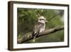 Laughing Kookaburra-null-Framed Photographic Print