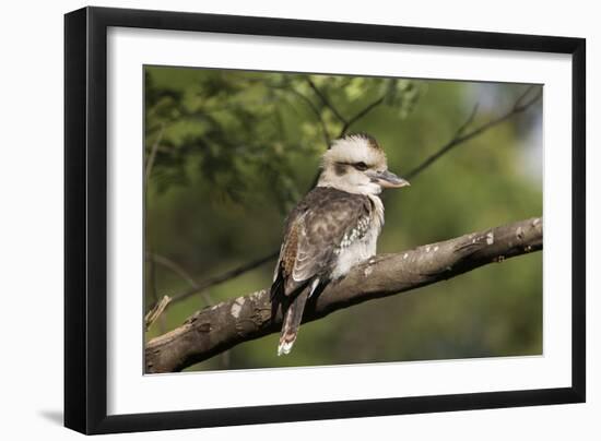 Laughing Kookaburra-null-Framed Photographic Print