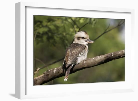 Laughing Kookaburra-null-Framed Photographic Print