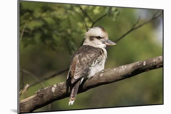 Laughing Kookaburra-null-Mounted Photographic Print