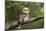 Laughing Kookaburra-null-Mounted Photographic Print