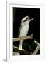 Laughing Kookaburra-null-Framed Photographic Print