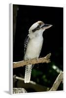 Laughing Kookaburra-null-Framed Photographic Print