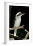 Laughing Kookaburra-null-Framed Photographic Print