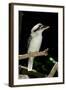 Laughing Kookaburra-null-Framed Photographic Print