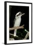 Laughing Kookaburra-null-Framed Photographic Print