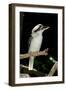 Laughing Kookaburra-null-Framed Photographic Print