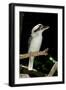 Laughing Kookaburra-null-Framed Photographic Print