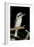 Laughing Kookaburra-null-Framed Photographic Print