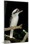 Laughing Kookaburra-null-Mounted Photographic Print