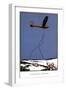 Launching a Glider-Found Image Press-Framed Giclee Print