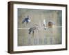 Laundry Day Bluebirds-Jai Johnson-Framed Premium Giclee Print