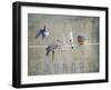 Laundry Day Bluebirds-Jai Johnson-Framed Premium Giclee Print