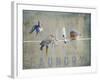 Laundry Day Bluebirds-Jai Johnson-Framed Giclee Print