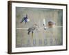 Laundry Day Bluebirds-Jai Johnson-Framed Giclee Print