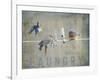 Laundry Day Bluebirds-Jai Johnson-Framed Giclee Print