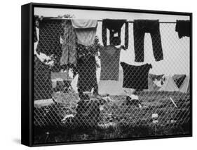 Laundry Hanging on Fence at Woodstock Music Festival-Bill Eppridge-Framed Stretched Canvas