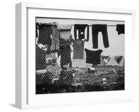 Laundry Hanging on Fence at Woodstock Music Festival-Bill Eppridge-Framed Premium Photographic Print