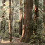 Redwoods 2-Laura Culver-Framed Photographic Print