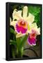 Essential Black